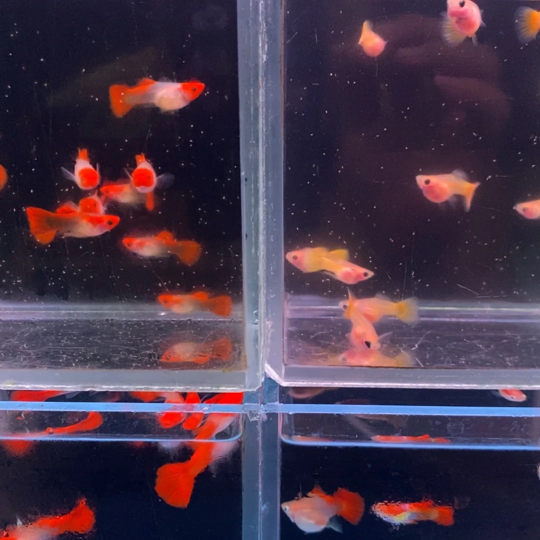 孔雀鱼红三对鱼 黄两对鱼