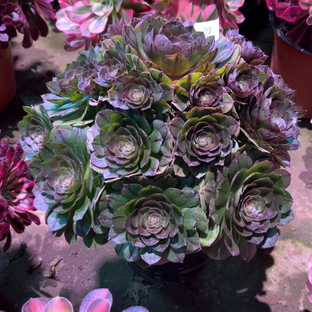 多肉植物万拉丝698