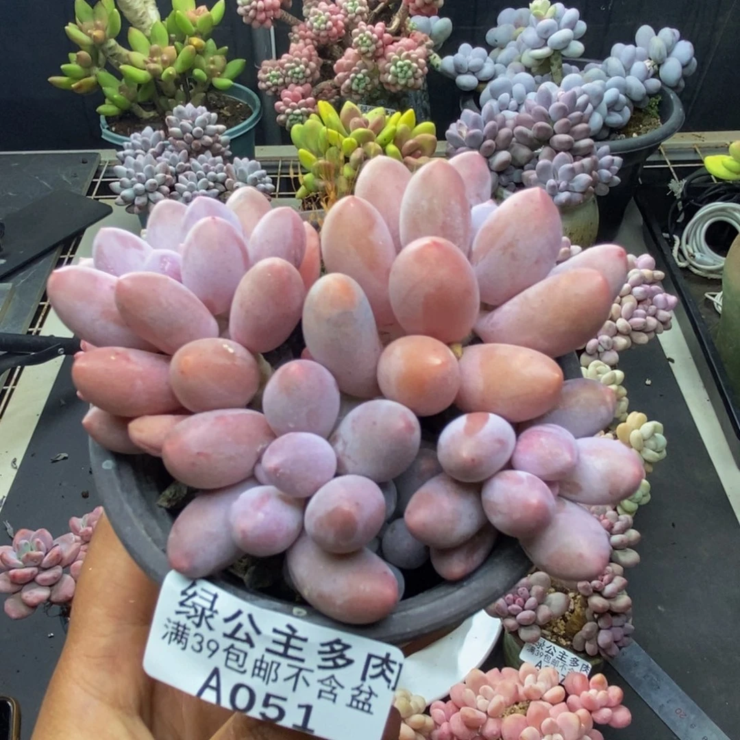 051丸叶汤圆多肉8c m