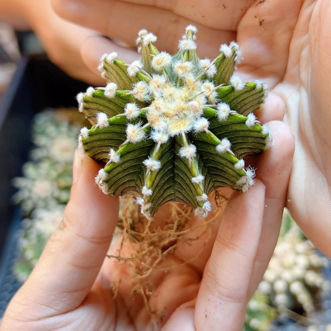 泰系实生高绒勒骨牡丹5公分1颗