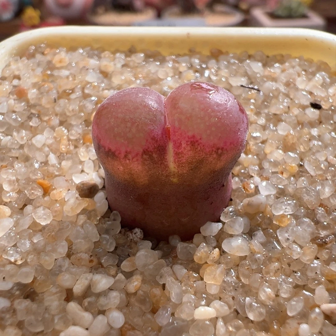 649。万赞福利。 恩东