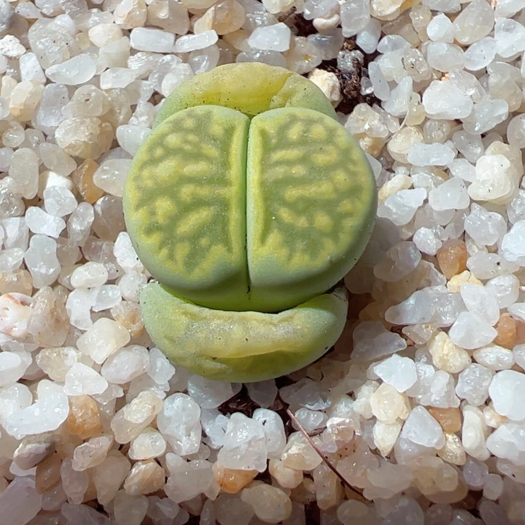 223-156多肉绿菊绿菊