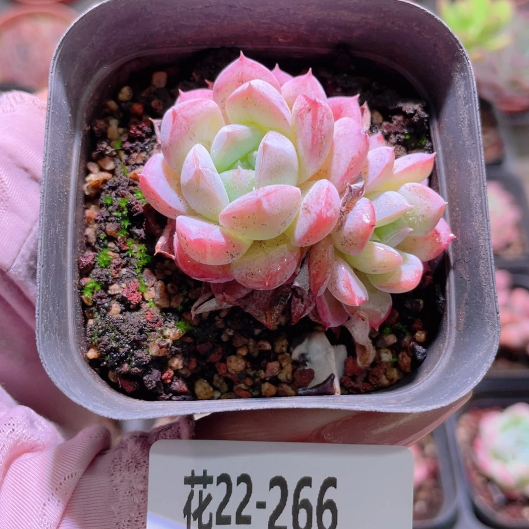 花利美22-266新品