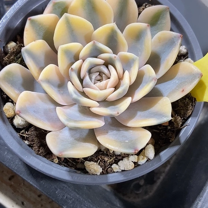 多肉植物汉堡锦6096