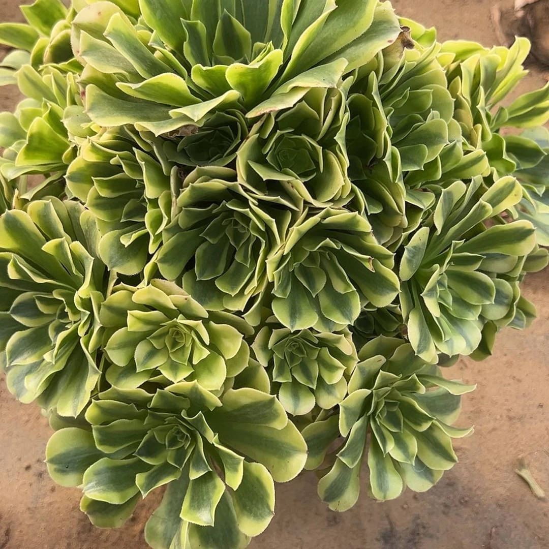12.2-68绿豆沙多肉植物