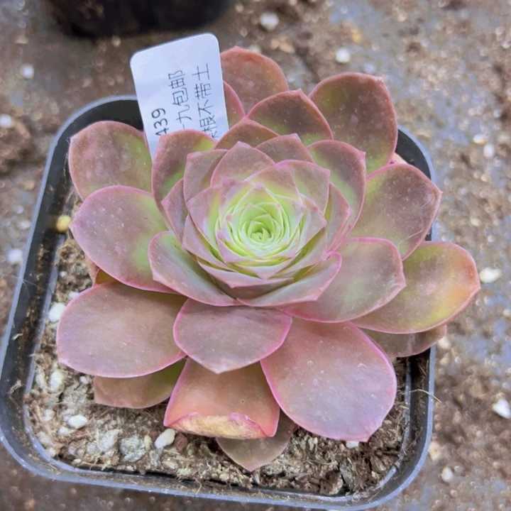 439黄金裸根不带土发货不包损