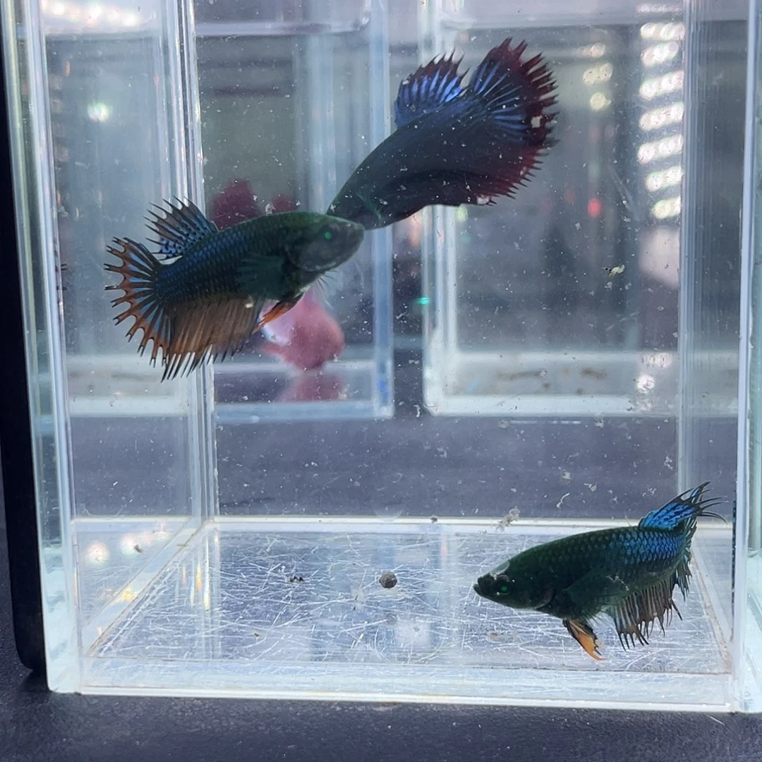斗鱼65号916早绿毒母3