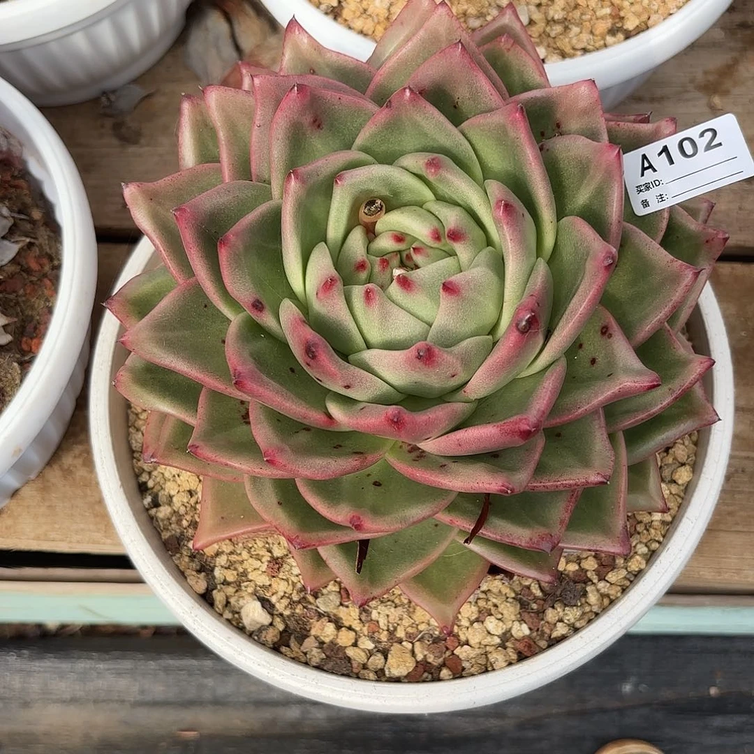 若如东云单拍A102