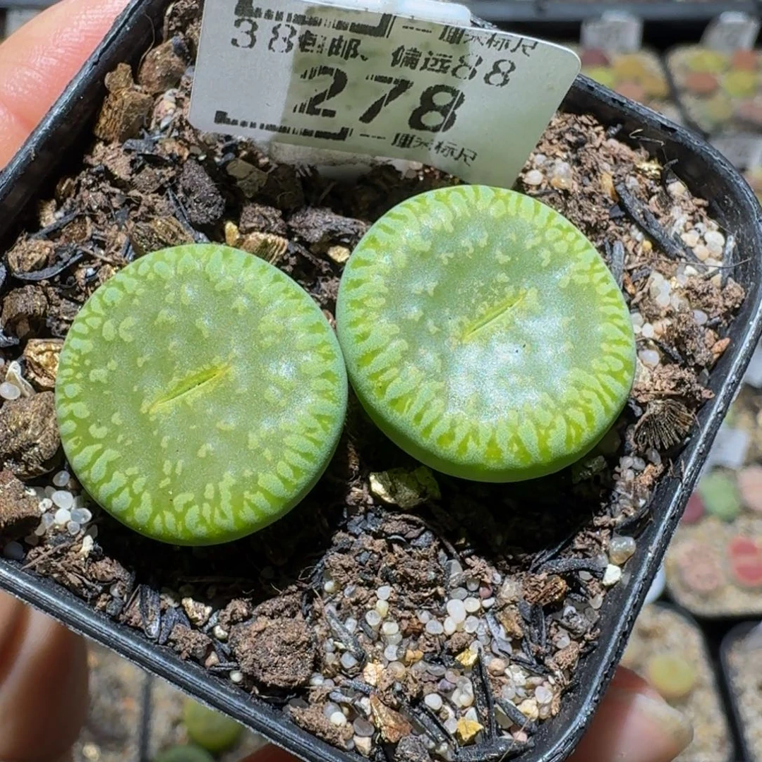 Ssss精品生石花鱼278
