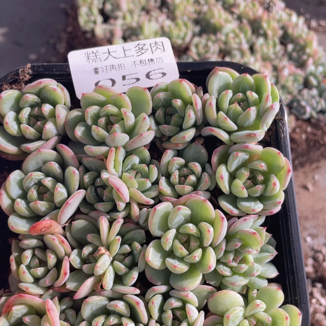 糕大上多肉植物56