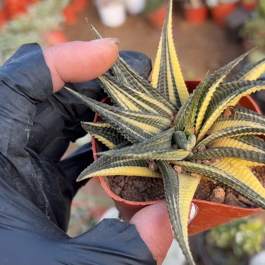 多肉植物琉璃殿锦