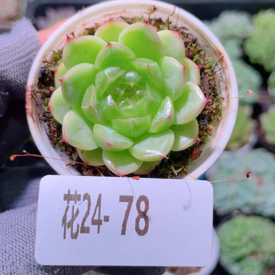 花利美24-78新品珍妮