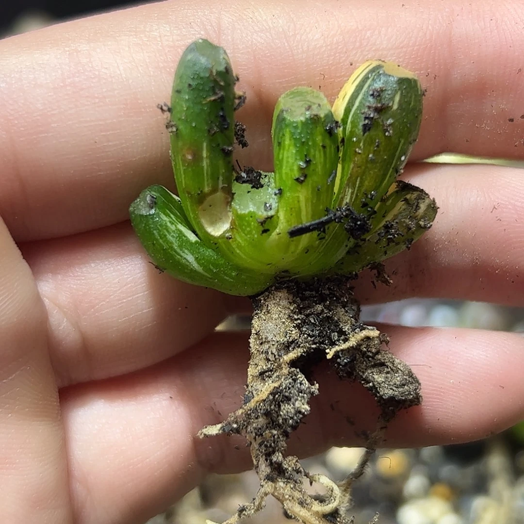 红红火火恍恍惚惚