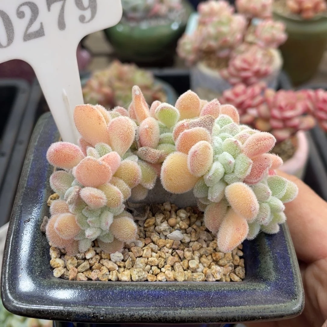 0279雪晃星不带盆7厘米