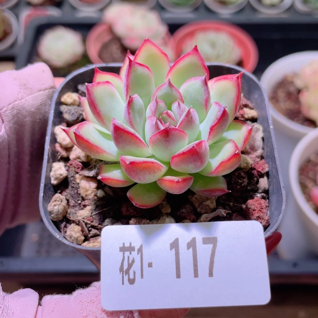 花利美1-117荷花单头