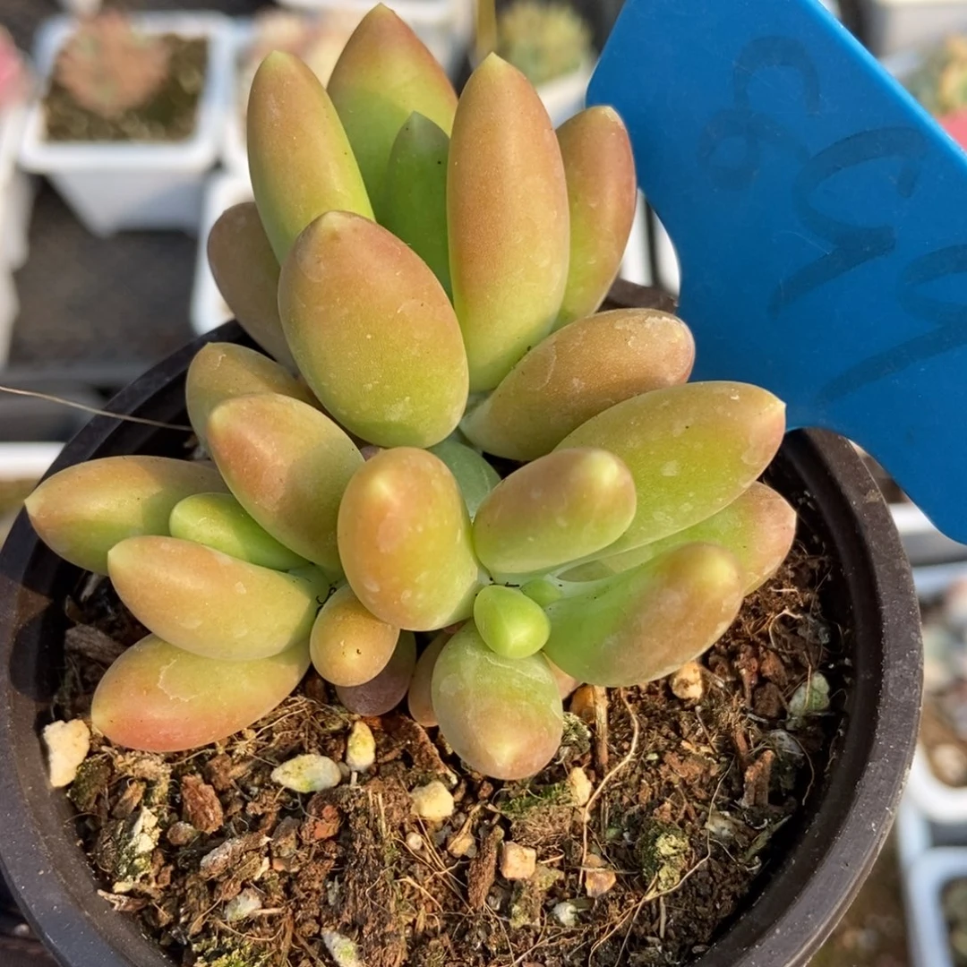 899芒果奶多肉植物