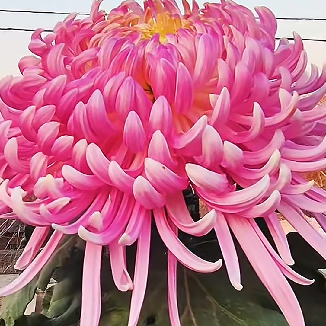 盘龙宝义菊花可阳台可地载