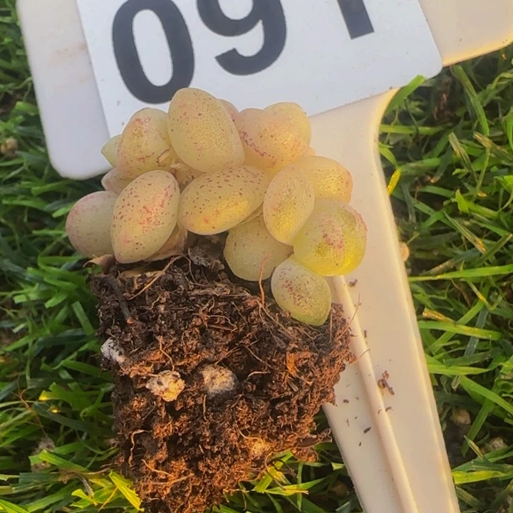 起**?091号优选冰玉多肉