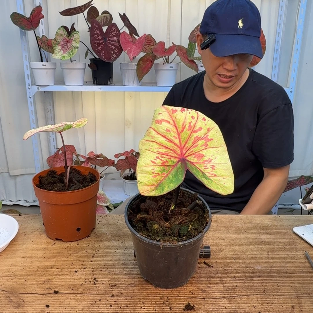 无花朵丹霞球，不保叶，0796