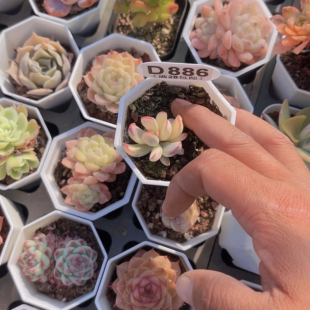 D886棒叶福娘锦一物一拍