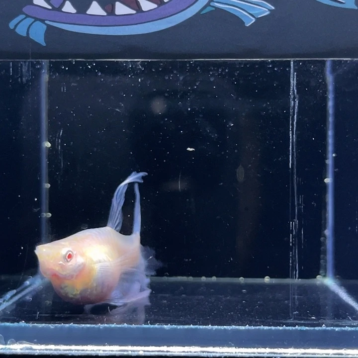 孔雀鱼蓝白种鱼10