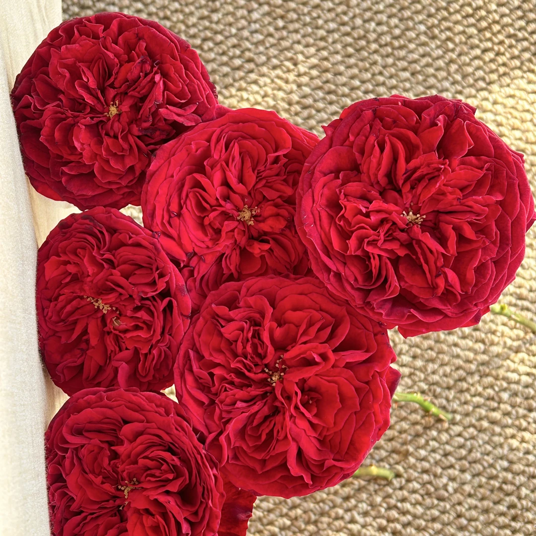 （绿光玫瑰）金标苔丝10支！三件顺丰空运20%不售后