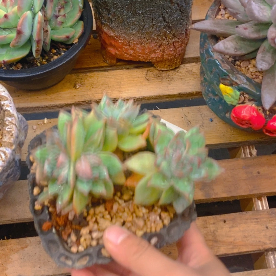 多肉植物粉蓝鸟整