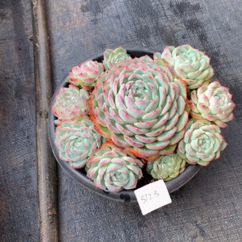 燕**轻5125水晶玫瑰多肉