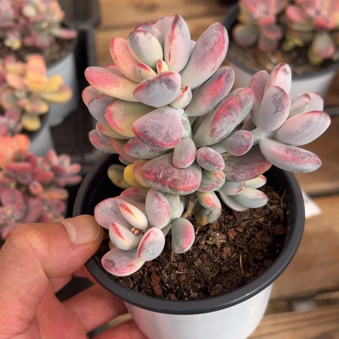 暖*。淘多肉乒乓福娘锦一个