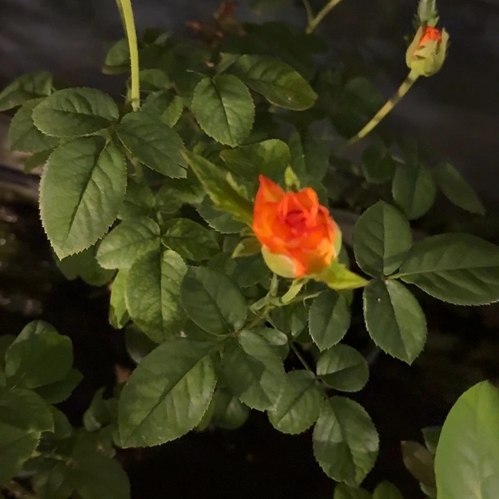 无花朵倾心一加仑