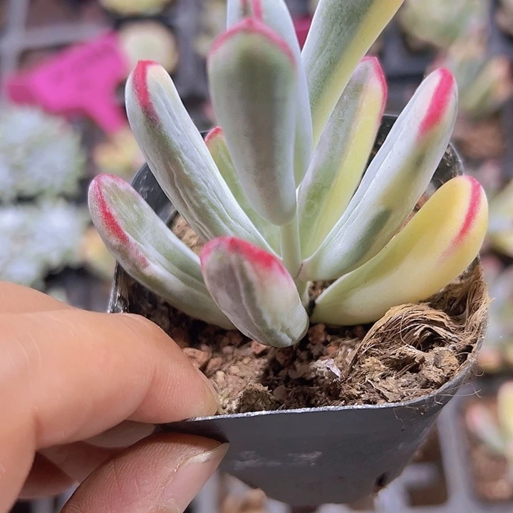 棒叶福娘锦精品多肉植物