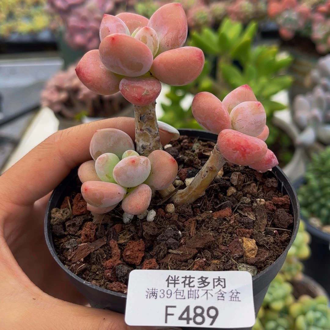 489-樱花啰嗦多肉6cm