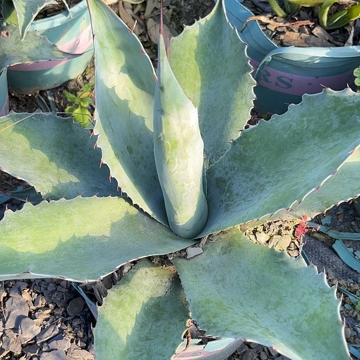 鲸鱼舌3588900009990