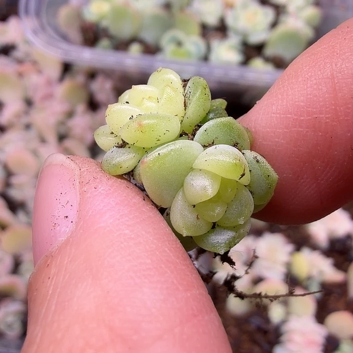 ****$340水蜜桃双头叶插一颗