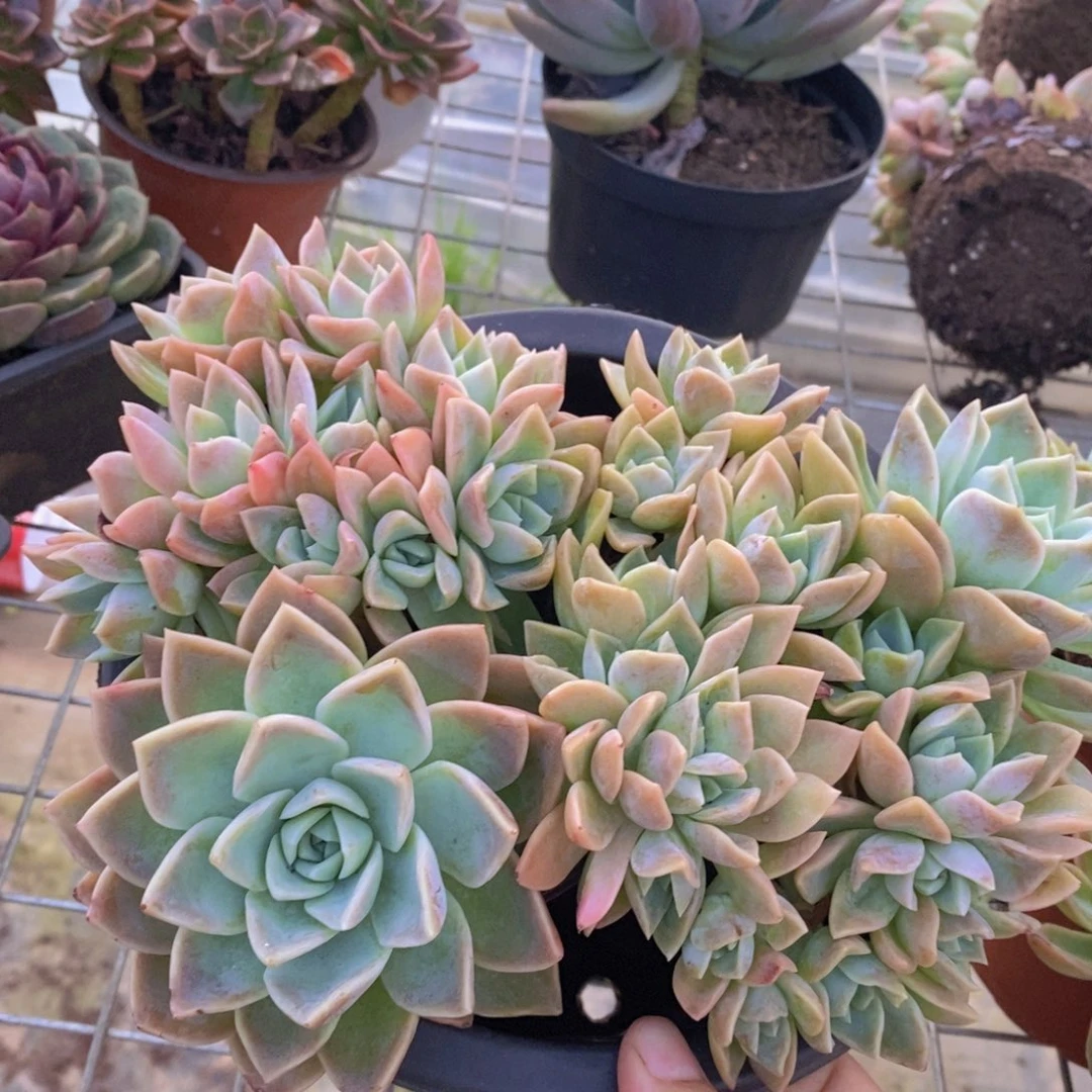 哈利沃森朵朵型两盆