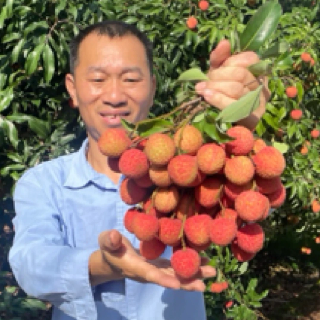 广东茂名高州白糖罂荔枝新鲜现摘现发顺丰空运包邮