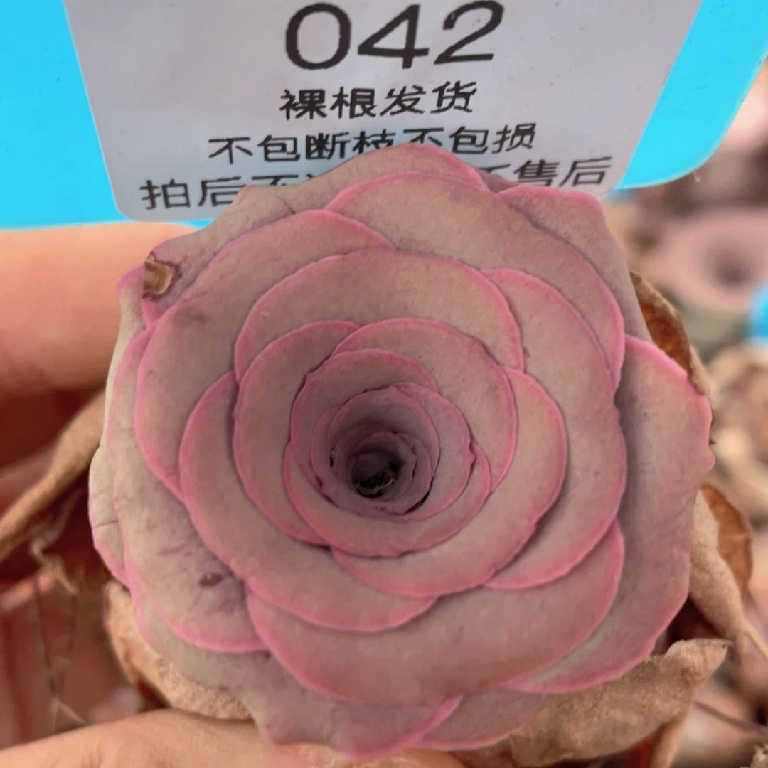 山地玫瑰042断枝不包损不售后