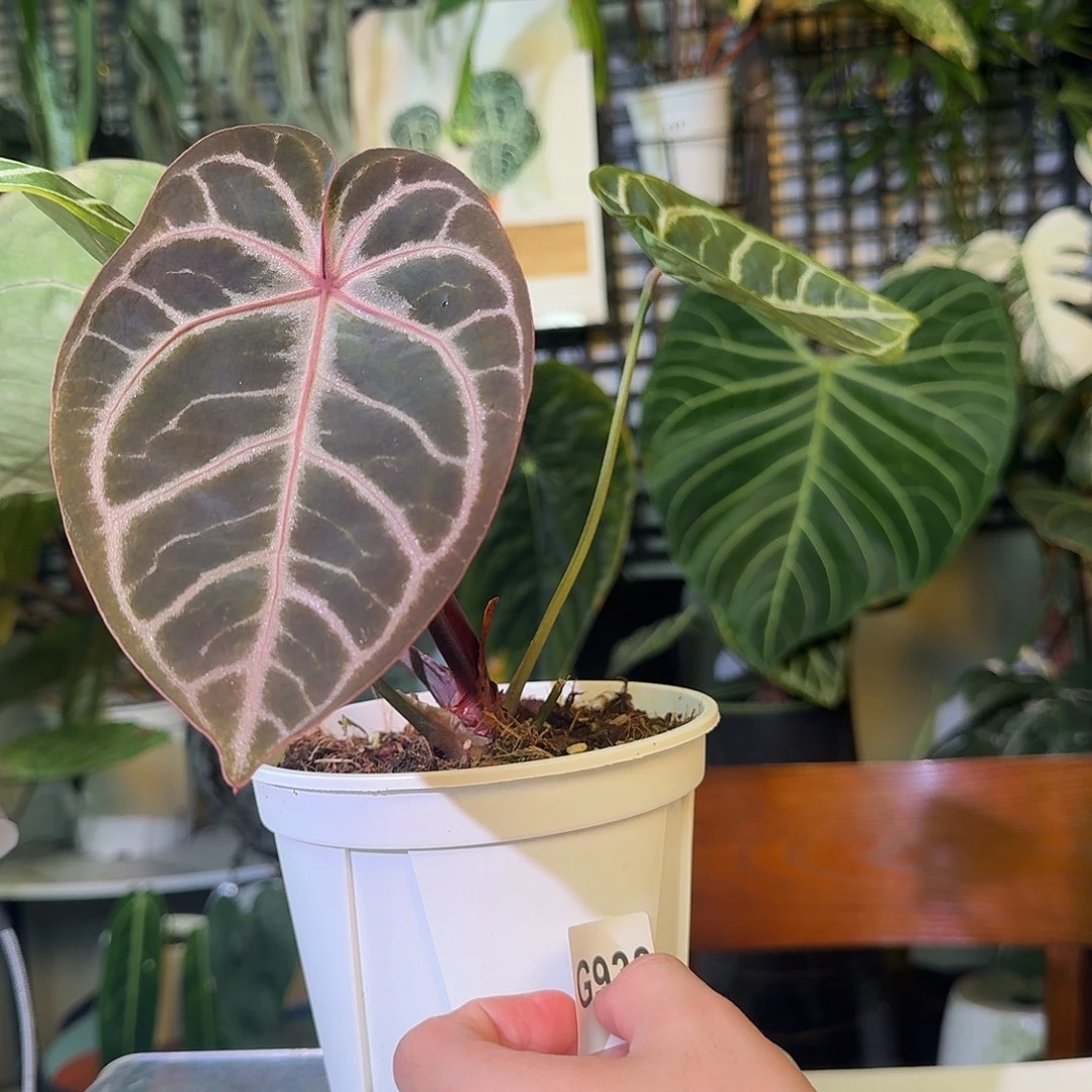 不开花植物G933skg银杂神奇男孩