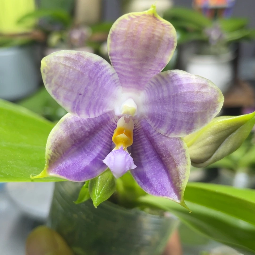 完全开放白虎交蓝豹