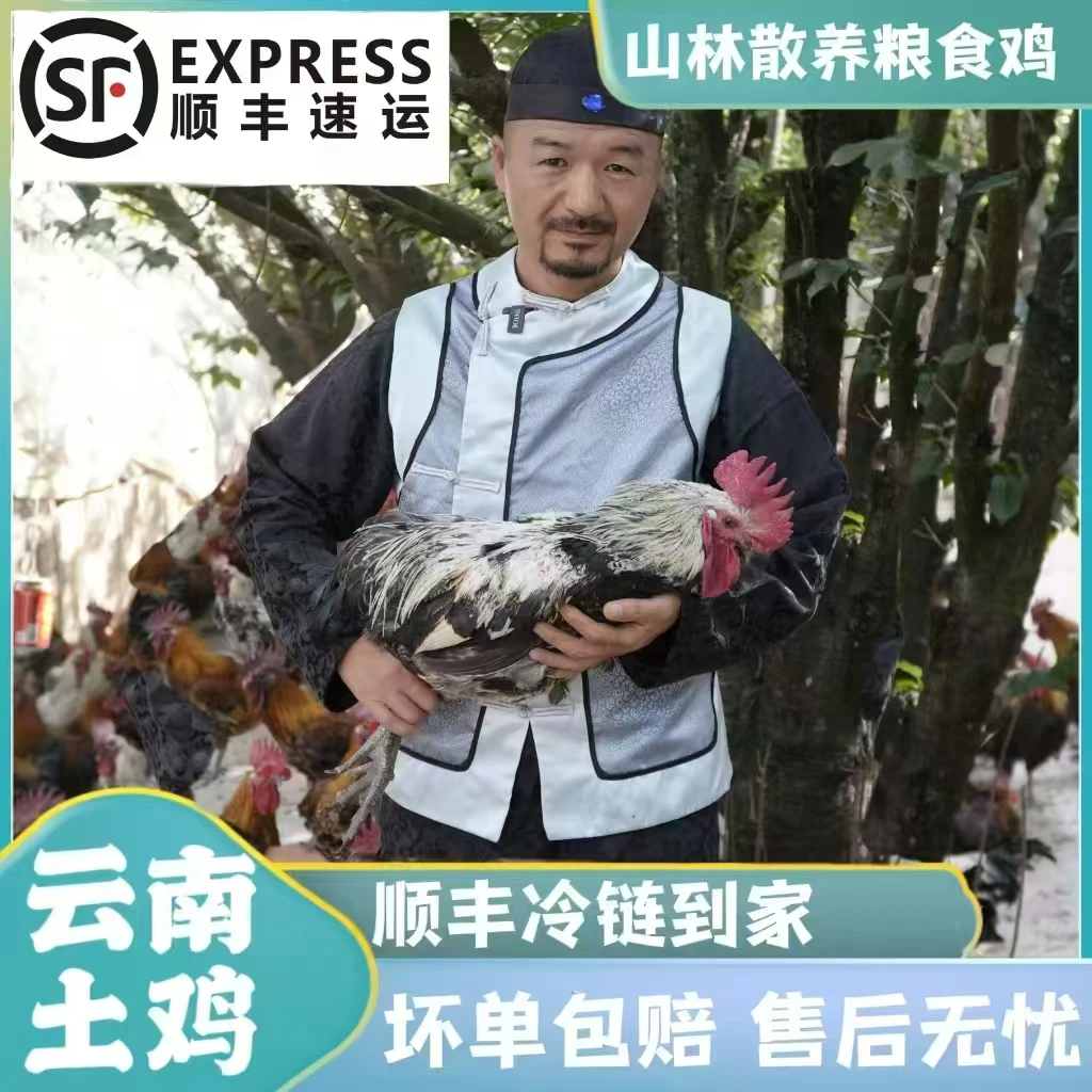 云南散养跑山鸡顺丰冷链到家