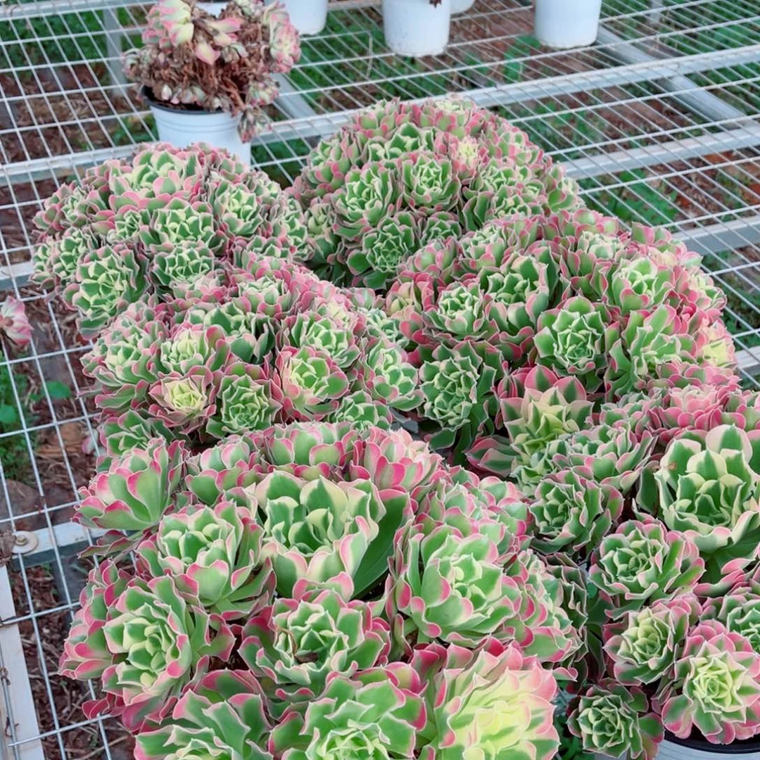模特粉体白凤量拍多肉法师一个