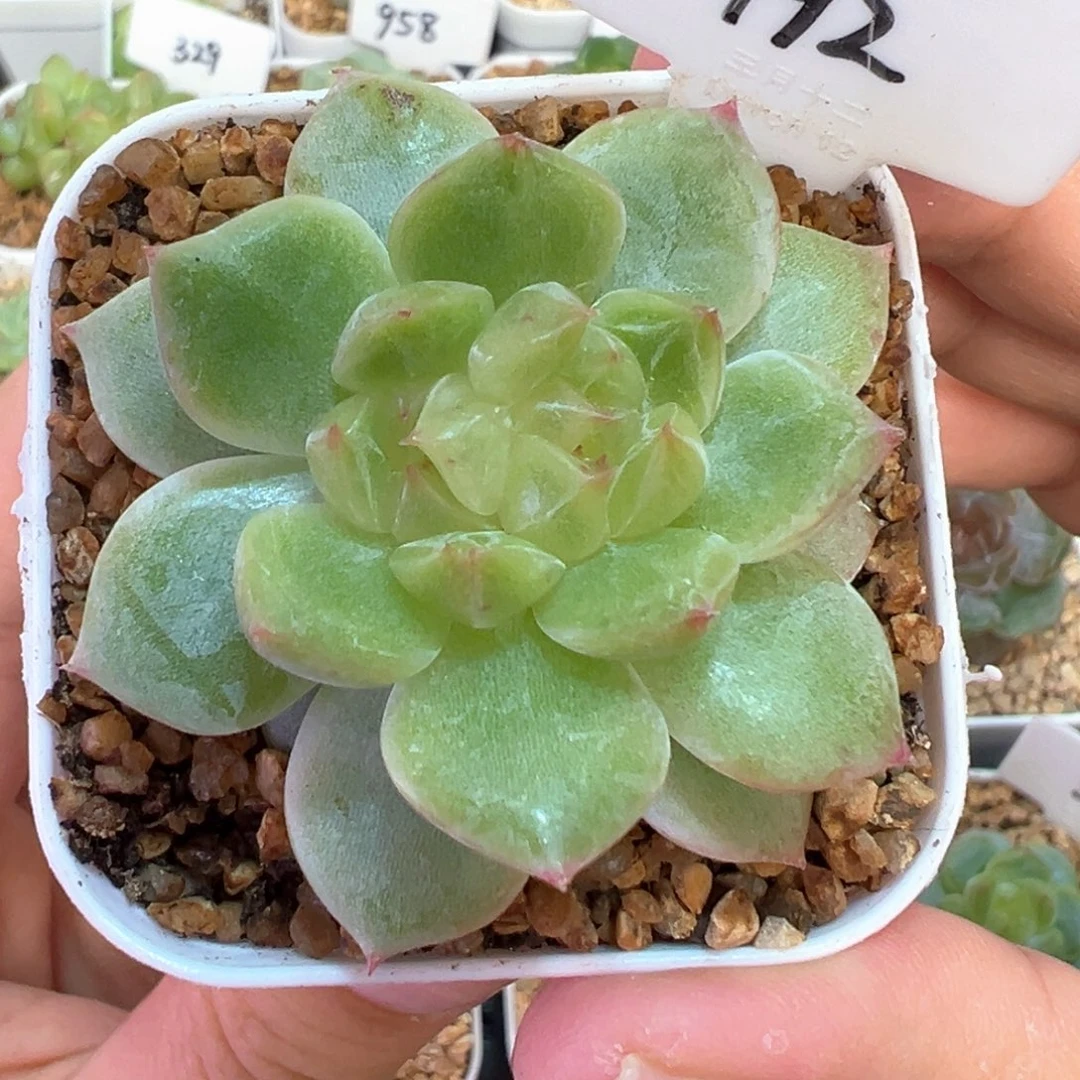 192号胭脂晗雨多肉植物