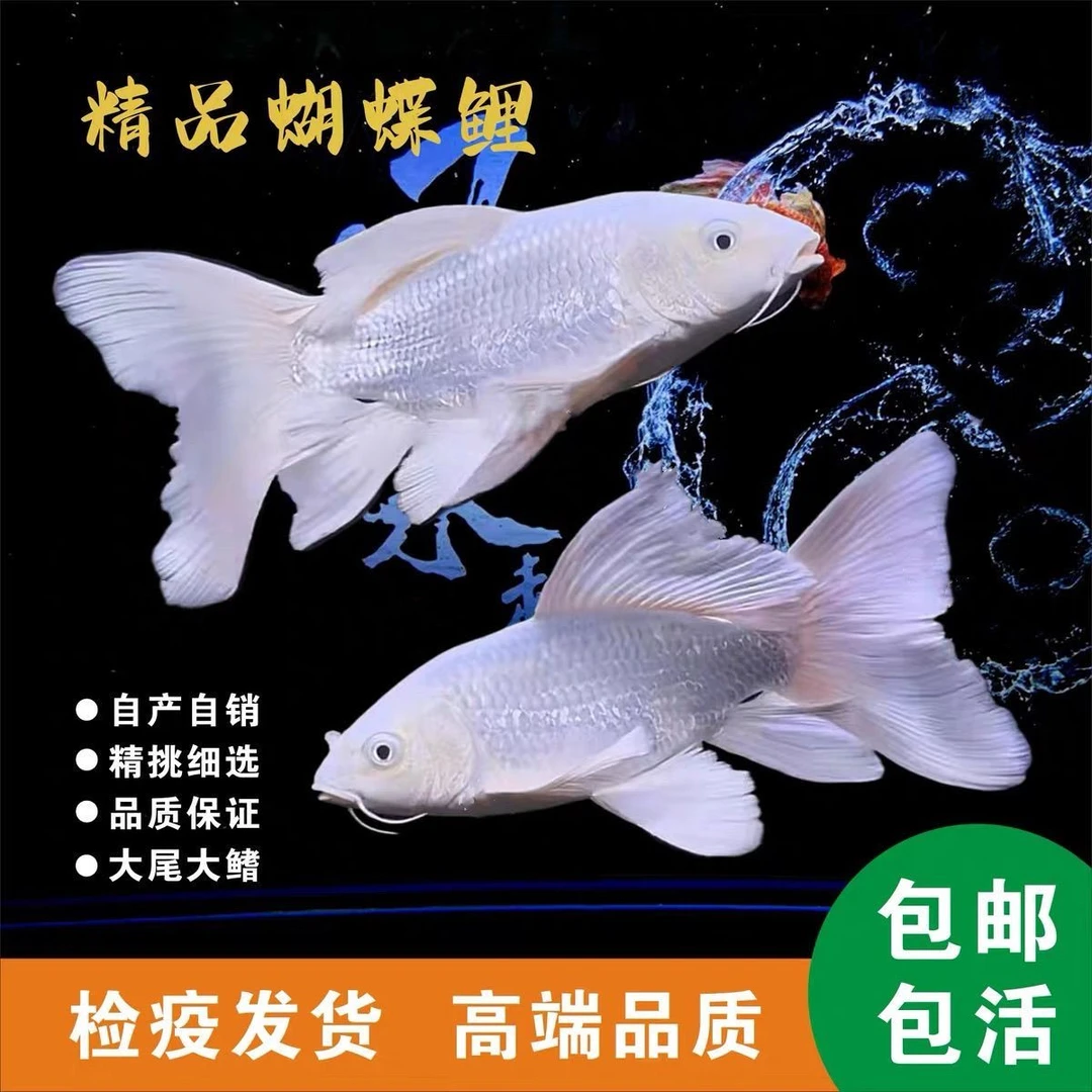 正品纯种蝴蝶鲤白色普身观赏鱼冷水鱼纯种普身锦鲤大鳍大尾招财鱼