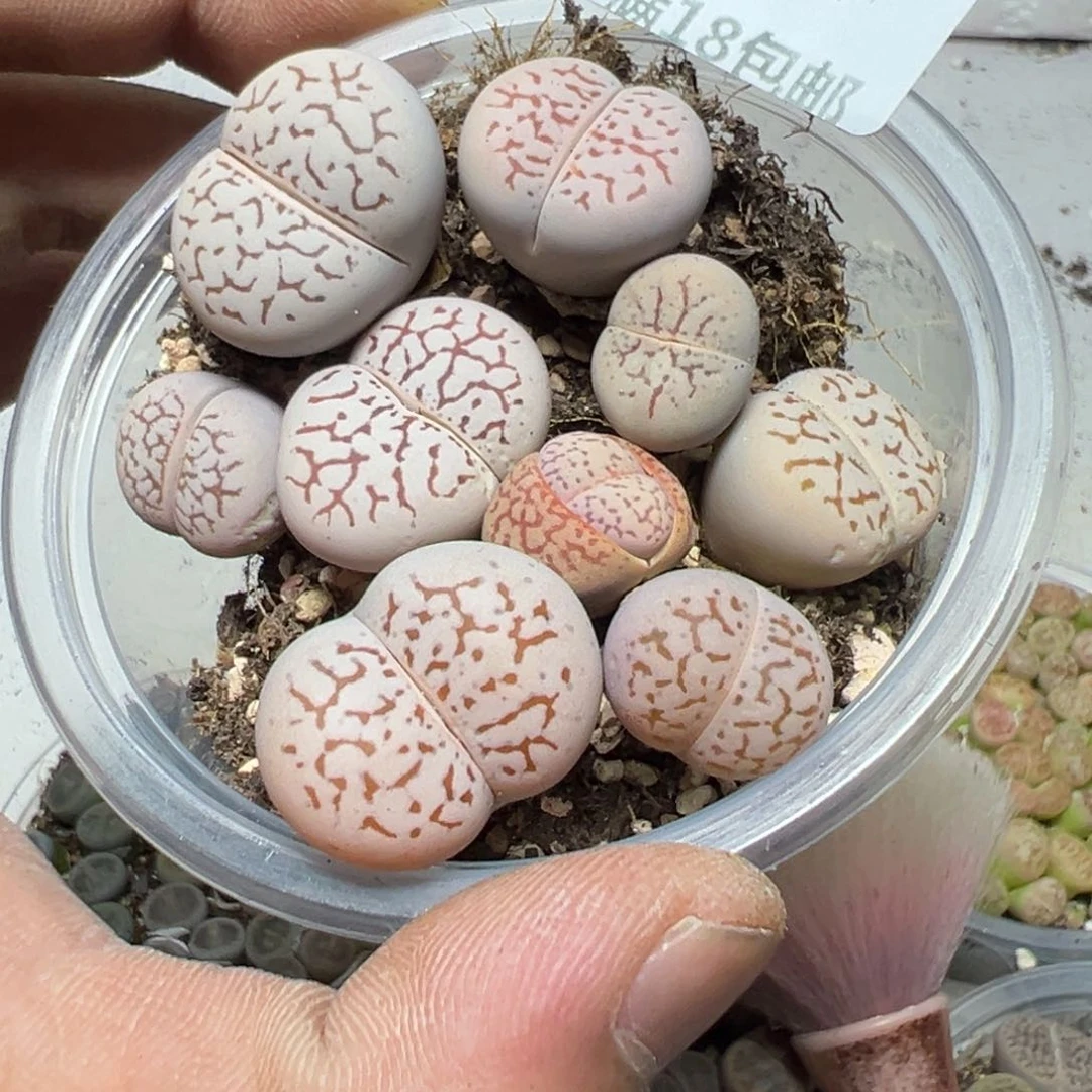 【闪购商品】 291。