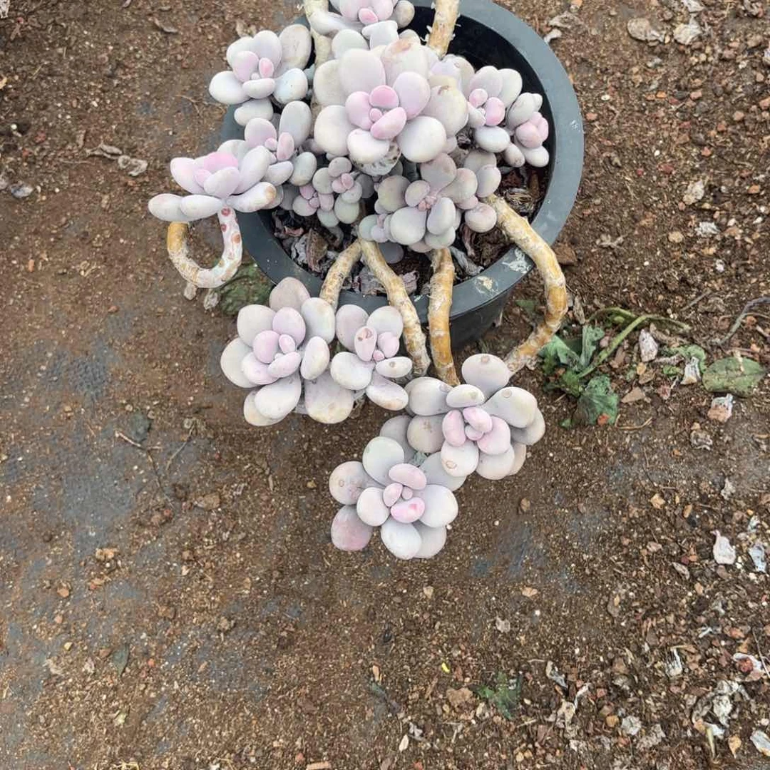 晏*026号老庄多肉植物