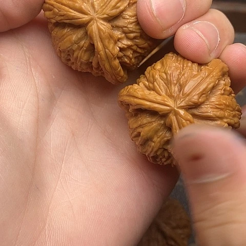 天***飞白狮子11111111111111111