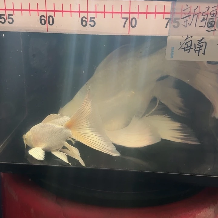 海***荐蝴蝶鲤鱼蝴蝶鲤包邮120