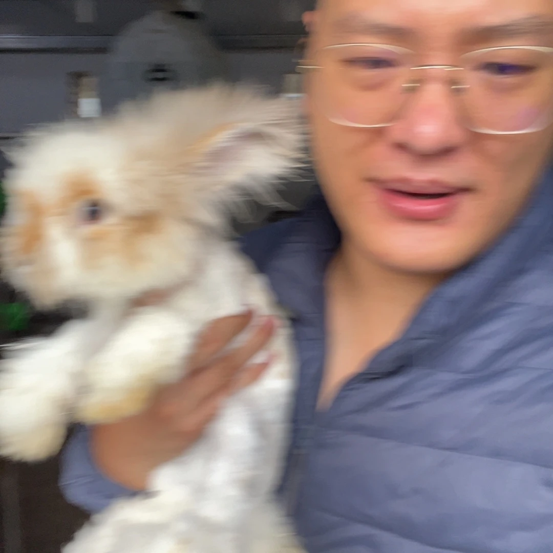 双血统英系安哥拉兔子