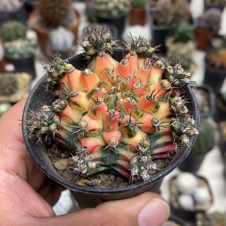 花蝴蝶牡丹锦特价