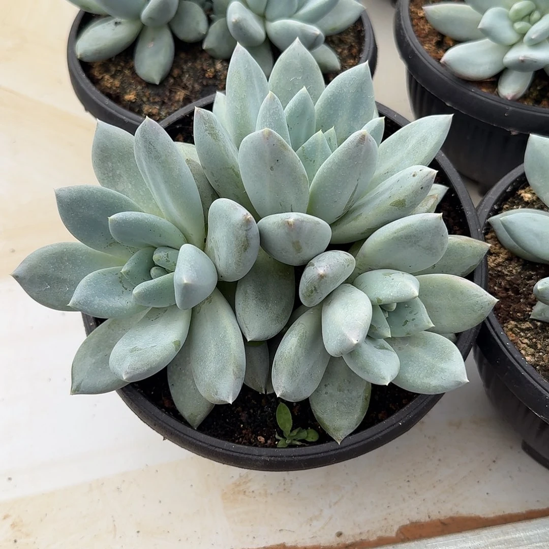 伊丽莎白整无砍群生多肉